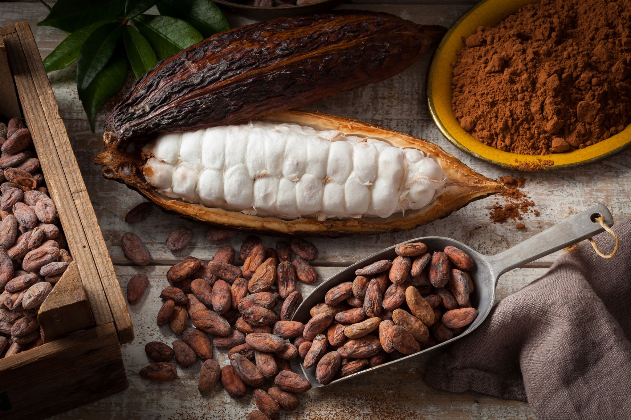 Cocoa beans and cocoa pod with cocoa powder on a wooden surface.