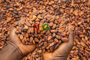 Ghana cocoa - Ato Forson